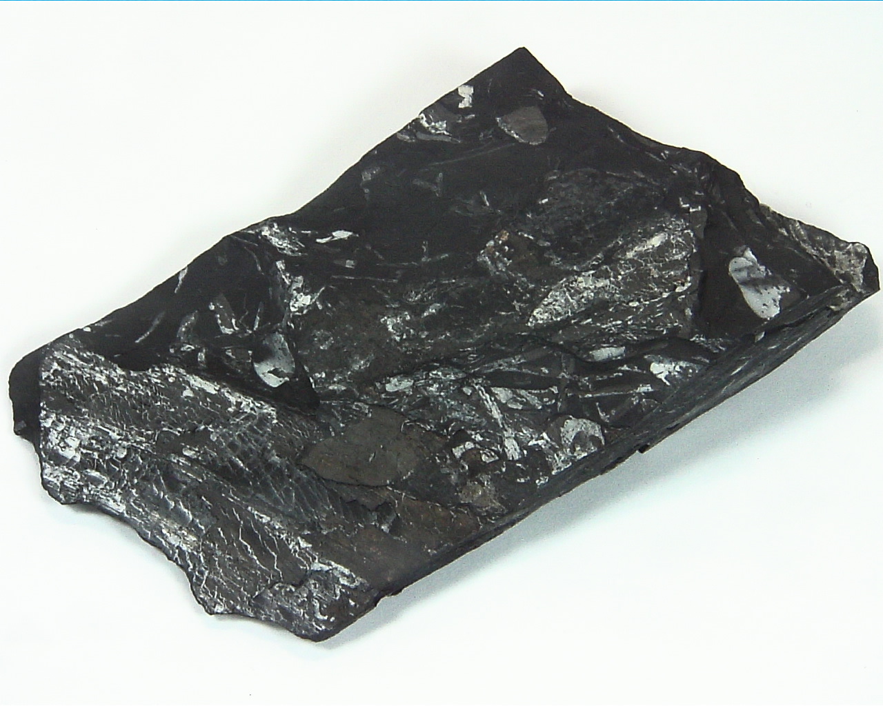 Coal Specimen From Pennsylvania MS,791 5