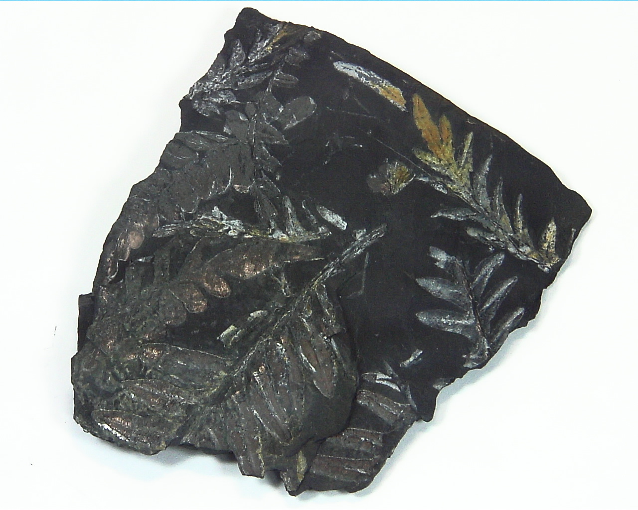 Coal Specimen From Pennsylvania MS,792 2