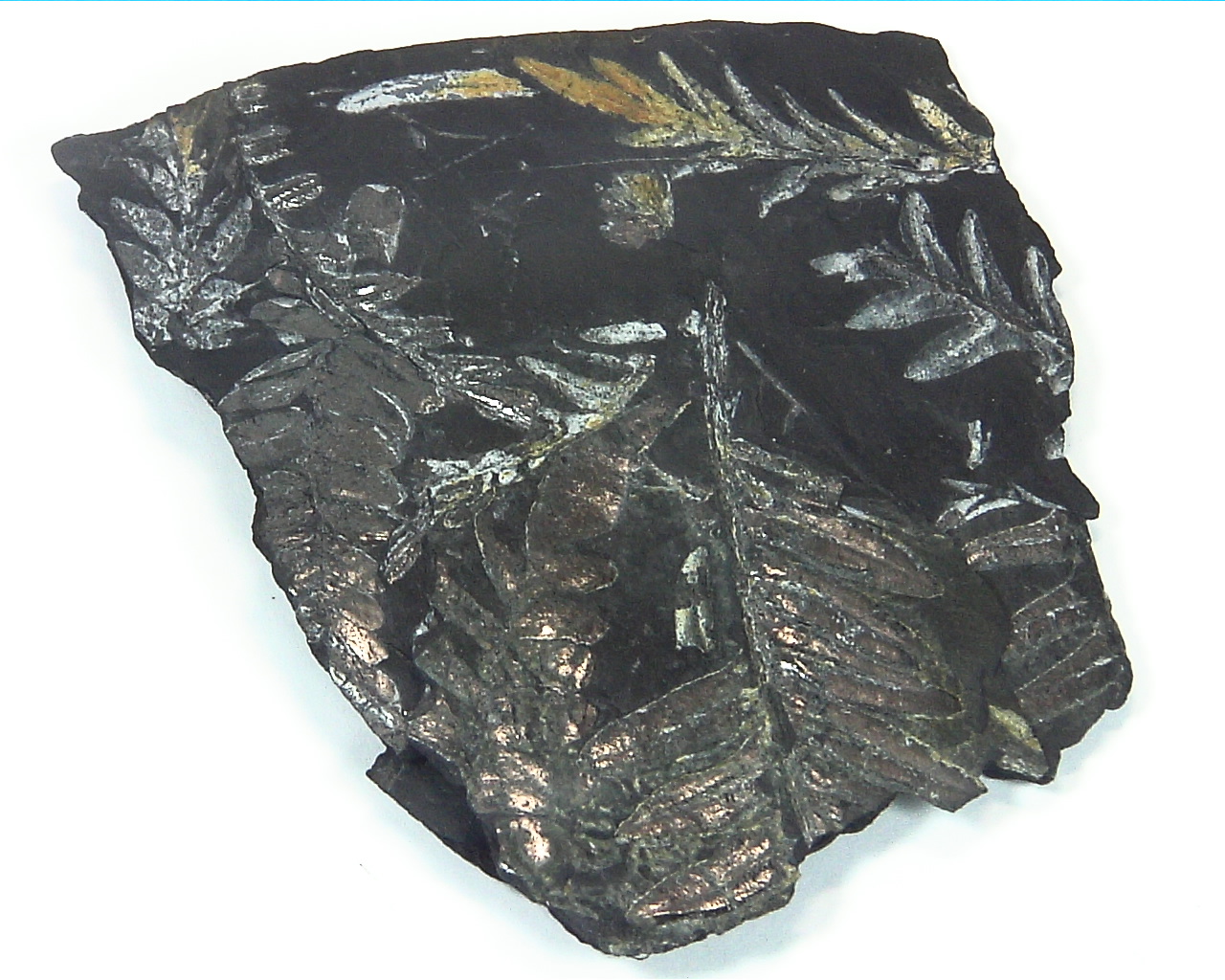 Coal Specimen From Pennsylvania MS,792 5