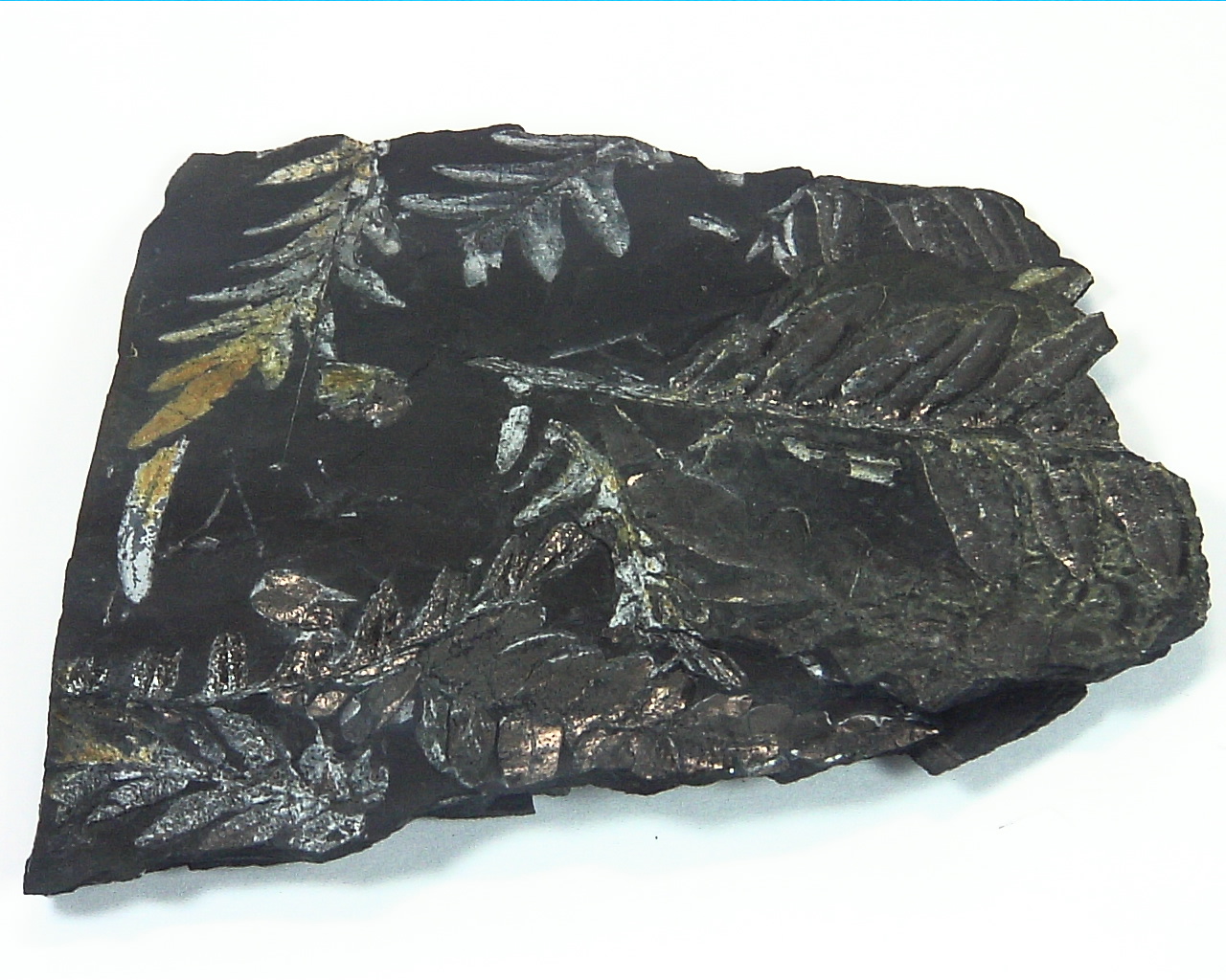 Coal Specimen From Pennsylvania MS,792 4