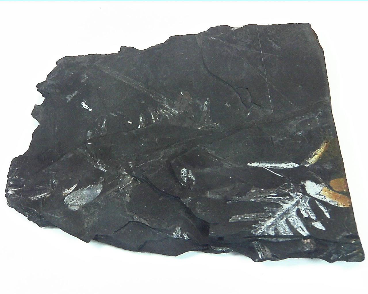 Coal Specimen From Pennsylvania MS,792 10